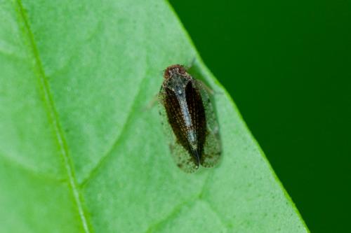 Tachycixius pilosus