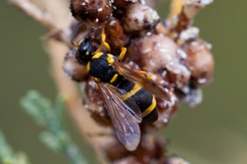 Réf. 197 315 : Stenodynerus fastidiosissimus laborans