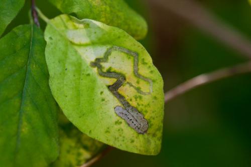 Phytomyza agromyzina