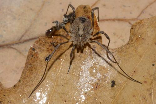 Odiellus spinosus