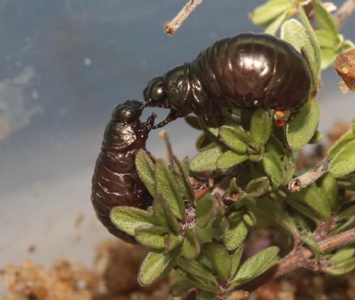 Chrysolina cerealis