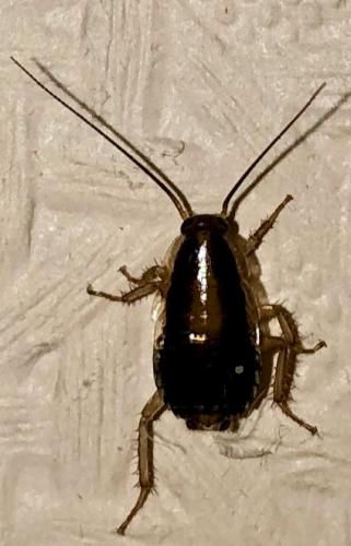 Blattella germanica