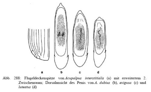 Acupalpus divers