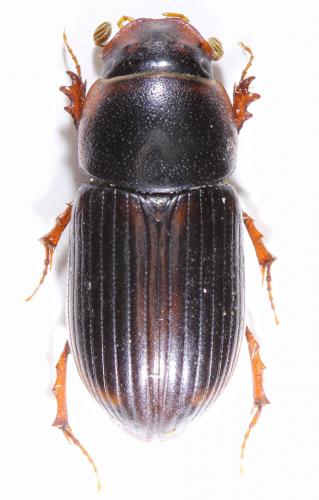Bodilopsis rufa