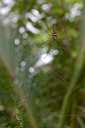 Nephila kuhlii