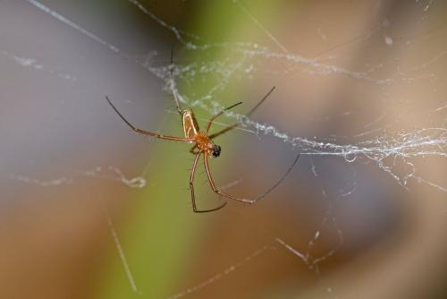 Réf. 197 450 : Nephila pilipes