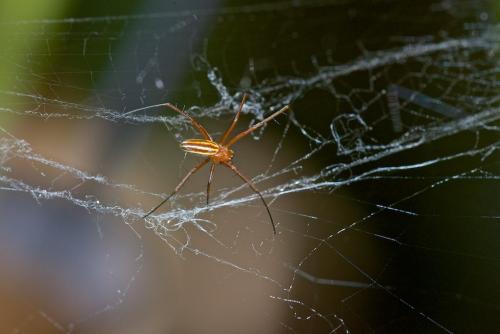 Réf. 197 448 : Nephila pilipes