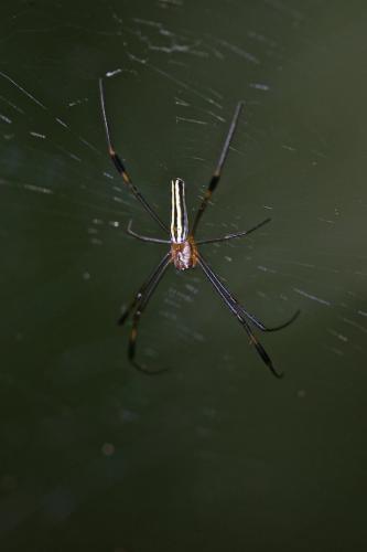 Réf. 197 446 : Nephila pilipes