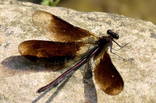Calopteryx haemorrhoidalis
