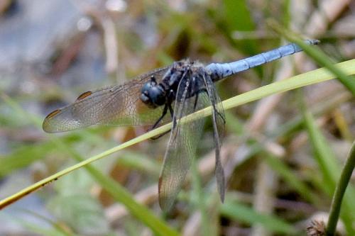 Orthetrum coerulescens