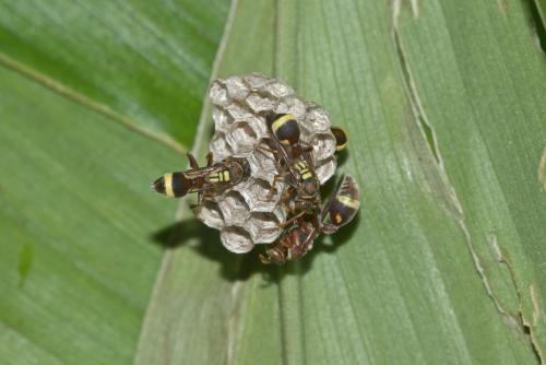 Ropalidia gregaria