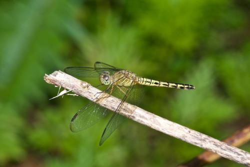 Neurothemis sp.