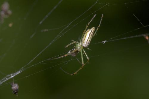 Leucauge sp.