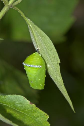 Réf. 197 741 : Danaus chrysippus
