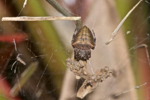 Réf. 197 928 : Cyrtophora unicolor