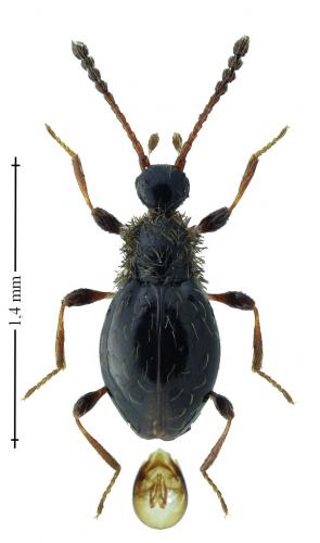 Euconnus hirticollis