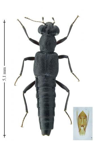 Stenus aterrimus
