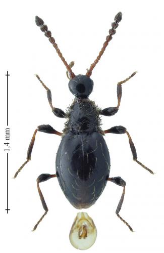 Euconnus hirticollis