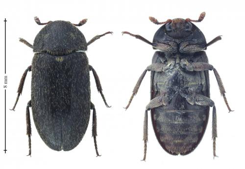 Dermestes haemorrhoidalis