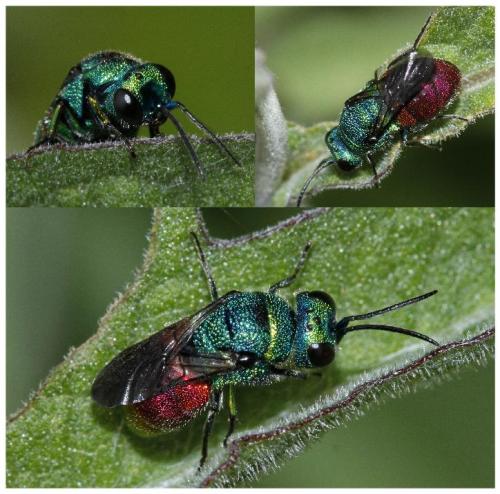 Holopyga sp.
