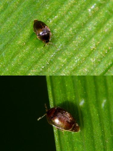 Réf. 197 436 : Corylophinae inconnu