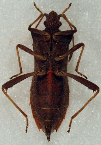 Réf. 197 290 : Myla sp.
