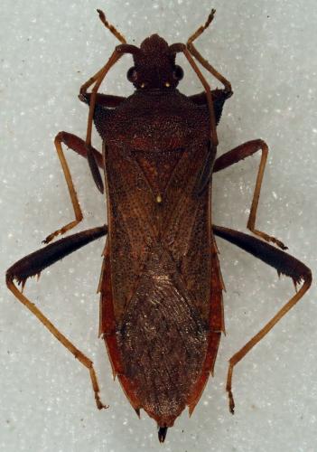Réf. 197 289 : Myla sp.