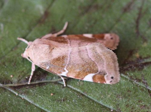 Cosmia diffinis