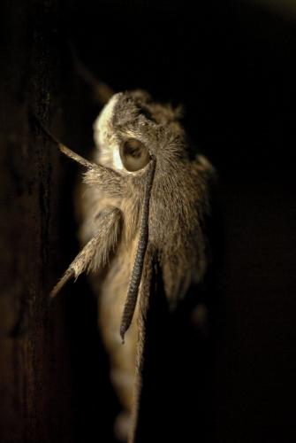 Réf. 197 219 : Macroglossum stellatarum
