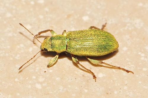 Réf. 197 711 : Pachyrhinus lethierryi