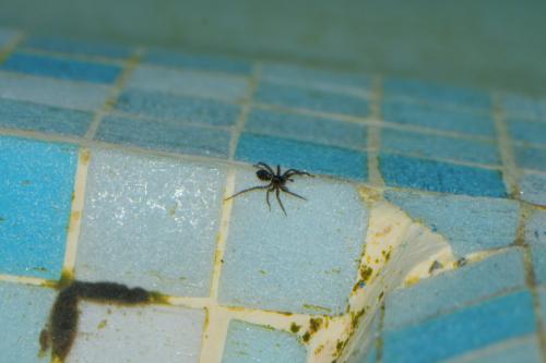 Pardosa sp.