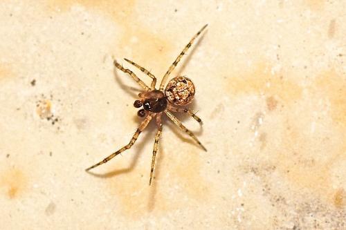 Theridion sp.