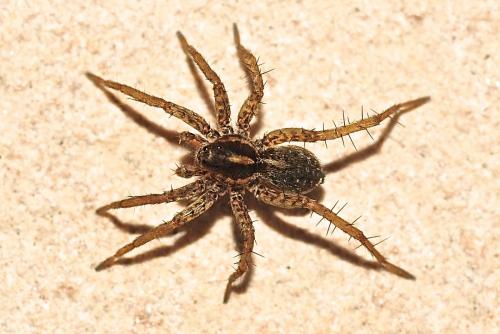 Pardosa sp.