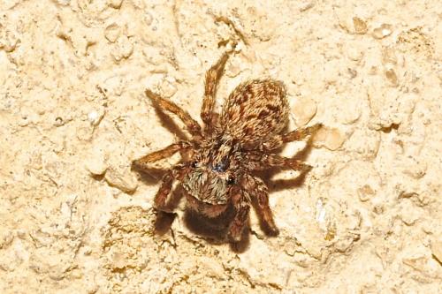 Pseudeuophrys vafra