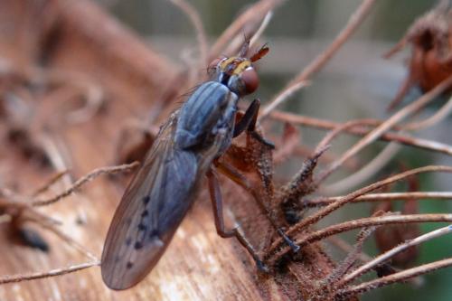 Hydromya dorsalis