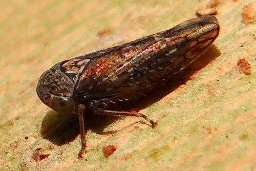 Acericerus sp.