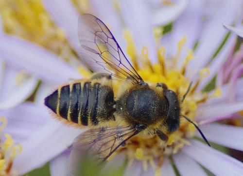 Réf. 197 818 : Megachile centuncularis
