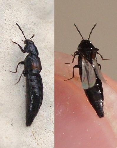 Réf. 197 764 : Aleocharinae inconnu