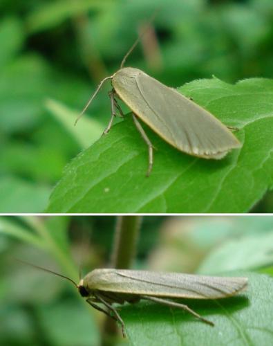 Eilema griseola