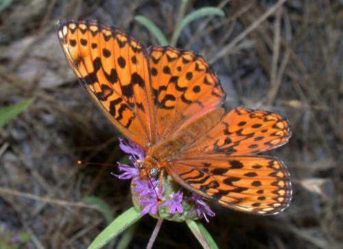Speyeria hydaspe