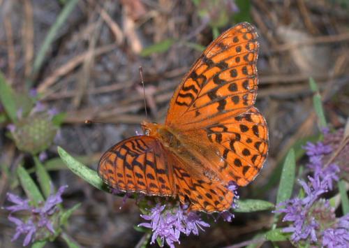 Réf. 197 786 : Speyeria hydaspe