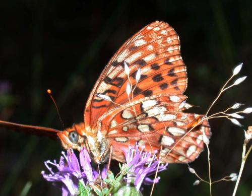 Speyeria hydaspe