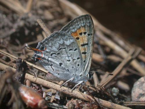 Lycaena arota