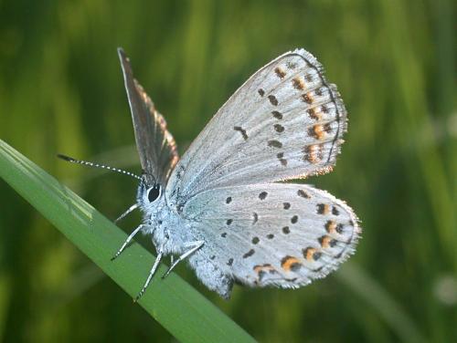 Réf. 197 725 : Plebejus sp.