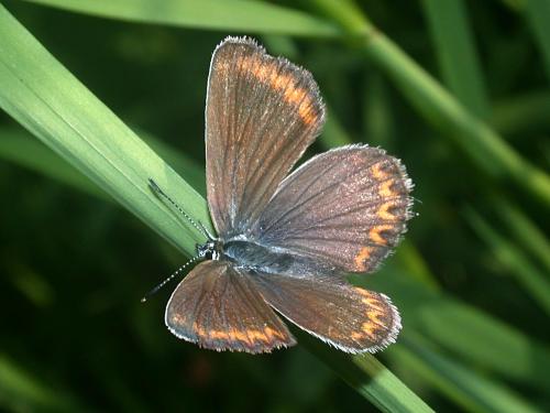 Réf. 197 726 : Plebejus sp.