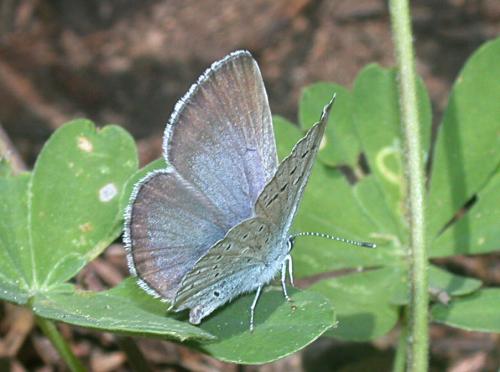 Icaricia icarioides