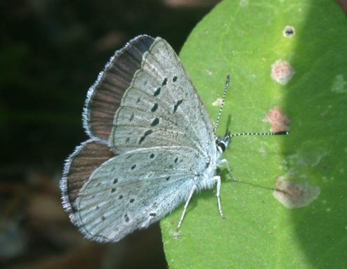 Icaricia icarioides