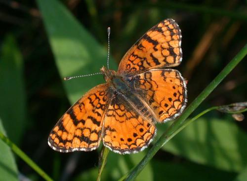 Phyciodes mylitta