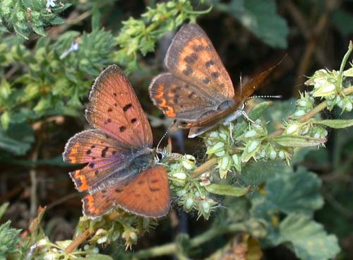 Réf. 197 727 : Lycaena helloides