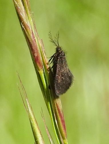 Epichnopterix plumella
